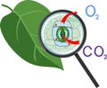 Scheme of plant respiration and stomatal complex of green leaf under magnifying glass